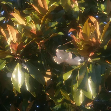 La Magnolia Pistoia